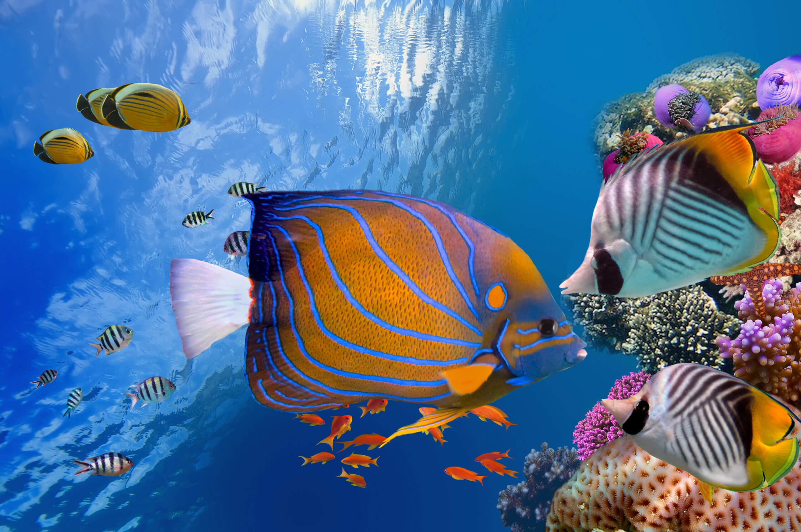 Smuk og underfundig verden under vand med koralrev og farverige fisk