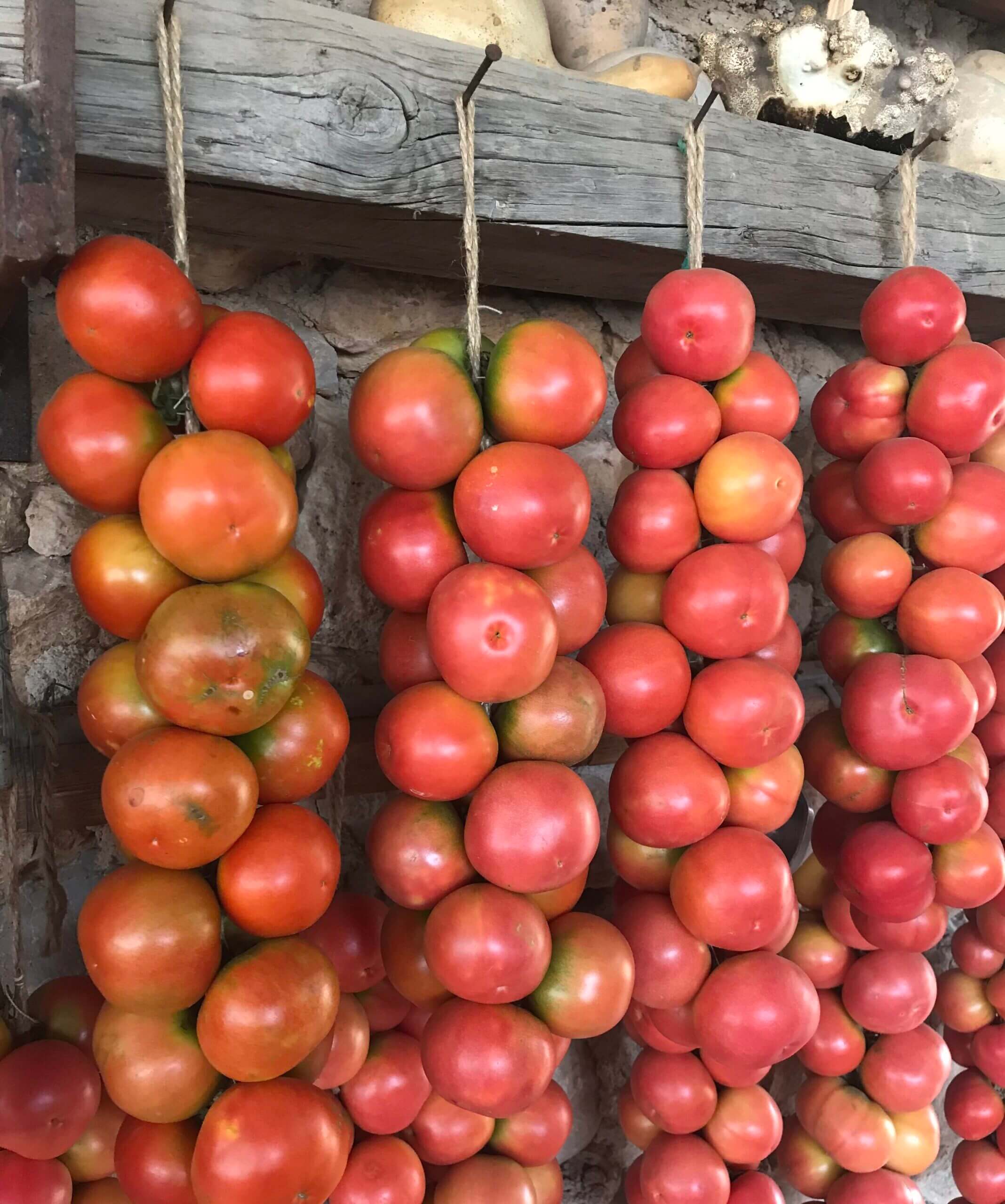 Solmodne tomater på Mallorca